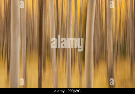 Aspens; colori autunnali; impressioni; Denali National Park, Alaska. Foto Stock