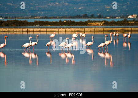 Delta del Ebre. Tarragona. España Foto Stock