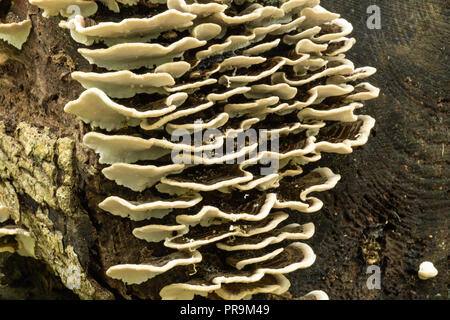 Trametes versicolor - noto anche come Coriolus versicolor e Polyporus versicolor noto anche come la Turchia fungo di coda fotografato dal lato. Foto Stock