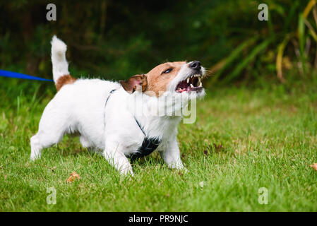 Arrabbiato cane che abbaia in modo aggressivo e difendendo il suo territorio Foto Stock