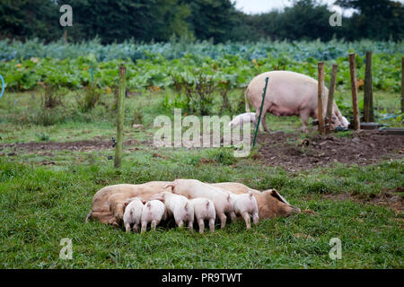 Abbassare Trevaskis Farm, Gwinear Rd, Hayle West Cornwall, farm shop e la raccolta della frutta. I suini e i suinetti di alimentazione della madre Foto Stock