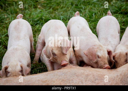 Abbassare Trevaskis Farm, Gwinear Rd, Hayle West Cornwall, farm shop e la raccolta della frutta. I suini e i suinetti di alimentazione della madre Foto Stock