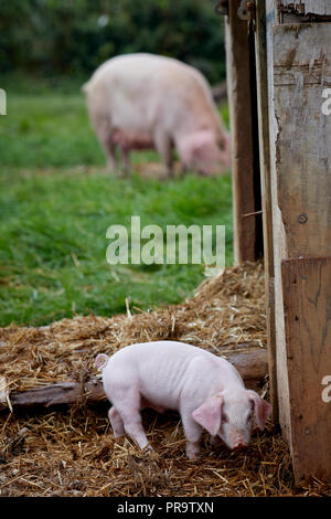 Abbassare Trevaskis Farm, Gwinear Rd, Hayle West Cornwall, farm shop e la raccolta della frutta. I suini e i suinetti di alimentazione della madre Foto Stock
