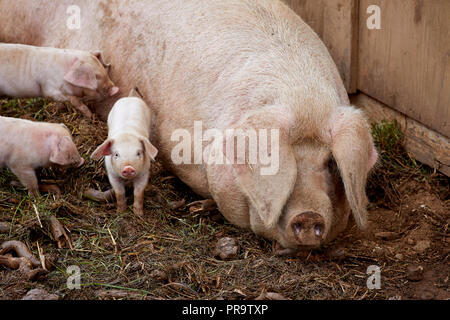 Abbassare Trevaskis Farm, Gwinear Rd, Hayle West Cornwall, farm shop e la raccolta della frutta. I suini e i suinetti di alimentazione della madre Foto Stock