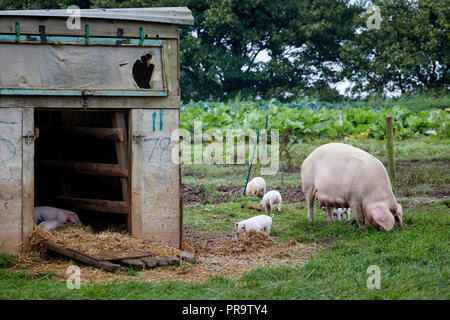 Abbassare Trevaskis Farm, Gwinear Rd, Hayle West Cornwall, farm shop e la raccolta della frutta. I suini e i suinetti di alimentazione della madre Foto Stock
