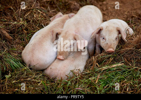 Abbassare Trevaskis Farm, Gwinear Rd, Hayle West Cornwall, farm shop e la raccolta della frutta. I suini e i suinetti di alimentazione della madre Foto Stock