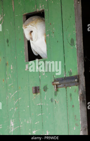 Il barbagianni (Tyto alba) adulto, il peering fuori della porta del granaio, West Yorkshire, Inghilterra, settembre(captive bird) Foto Stock