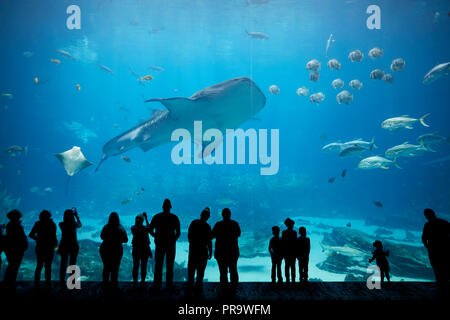 Atlanta capitale della condizione degli Stati Uniti della Georgia, l'acquario di Georgia interno di squalo balena nel grande teatro di visualizzazione finestra Foto Stock