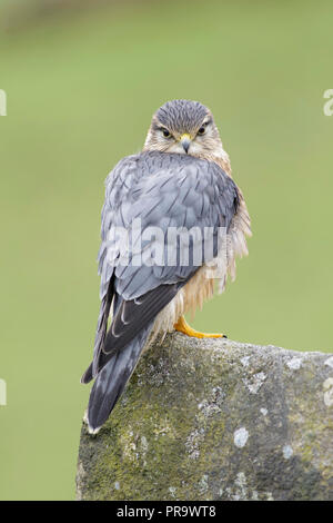 Merlin (Falco columbarius) maschio adulto, appollaiato sulla roccia, West Yorkshire, Inghilterra, Aprile (captive bird) Foto Stock