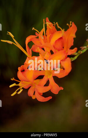 Crocosmia Masoniorum - Iridaceae a Tatton Park Flower Show 2018 Foto Stock