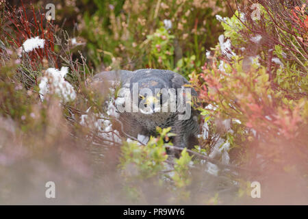 Falco pellegrino (Falco peregrinus) maschio adulto, in erica e mirtillo, alimentando il Colombaccio ( Columba palumbus), West Yorkshire, Inghilterra, Settembre Foto Stock