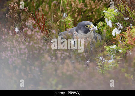 Falco pellegrino (Falco peregrinus) maschio adulto, in erica e mirtillo, alimentando il Colombaccio ( Columba palumbus), West Yorkshire, Inghilterra, Settembre Foto Stock