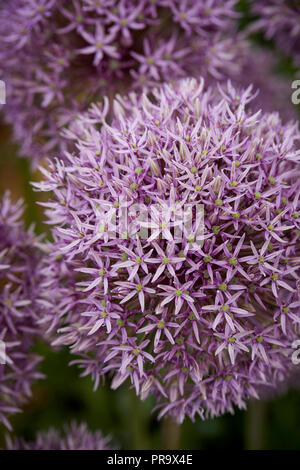 Allium - Jackpot al Tatton Park Flower Show 2018 Foto Stock