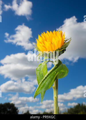 Ritratto Dettagliato ravvicinata di un unico montante dello stelo di girasole (di colore giallo brillante testa & foglie verdi) contro deep blue sky & soffici nuvole in background. Foto Stock