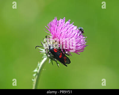 Dayflying sei-spot Burnett (falena Zygaena filipendulae) alimentazione sul fiore di prato thistle (Cirsium dissectum) in Ariège Pyrénées, Francia Foto Stock