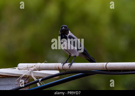 Cornacchia Mantellata. Corvus cornix. Sardegna. Italia Foto Stock