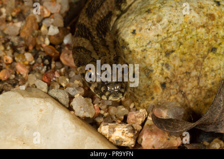 Viperine Snake. Natrix maura. Unico di novellame di snake. Sardegna. Italia Foto Stock