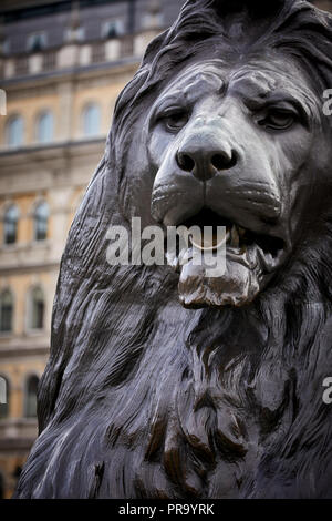 In prossimità del punto di riferimento Trafalgar Square lions città di Westminsterin Londra la città capitale d'Inghilterra Foto Stock