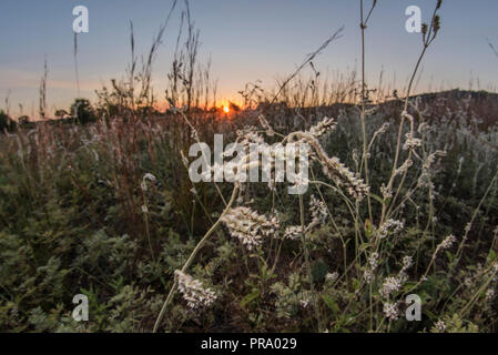 Le pianure snakecotton (Froelichia floridana) crescente selvatici su prairie nel sud del Wisconsin. Foto Stock