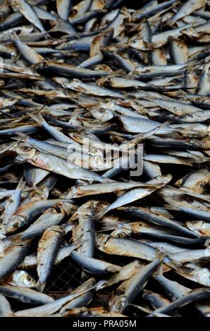 Il piccolo pesce sulla rete da pesca essiccamento in villaggio Pattani Thailandia