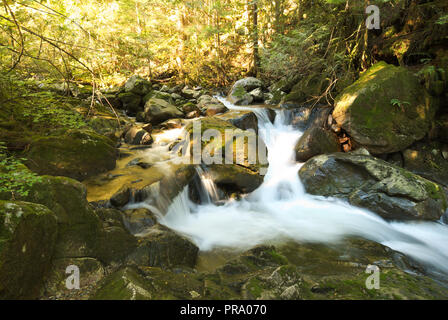 Un torrente si abbonda sulle rocce nella foresta a Stave Lake in Mission, British Columbia, Canada Foto Stock