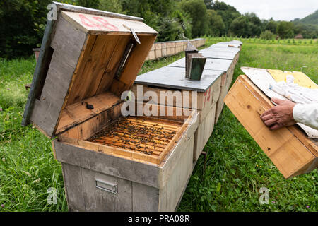 Aprire alveare con le api sono strisciare lungo l'alveare su honeycomb telaio in legno. Foto Stock