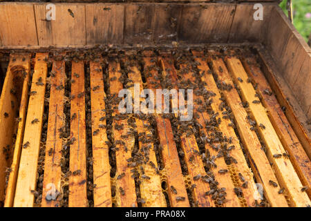 Aprire alveare con le api sono strisciare lungo l'alveare su honeycomb telaio in legno. Foto Stock