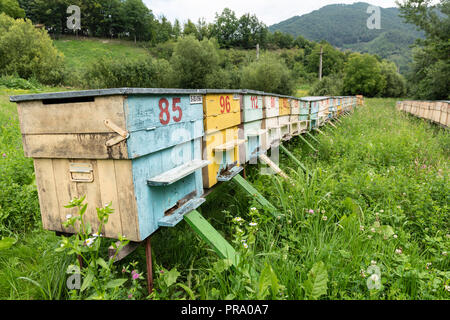 Gruppo di colorati miele delle api arnie in un prato rurale. Foto Stock