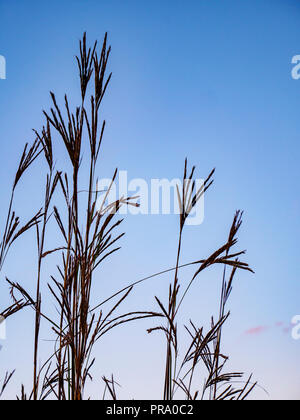 Erba grande del bluegret. Middleton, Wisconsin. Foto Stock