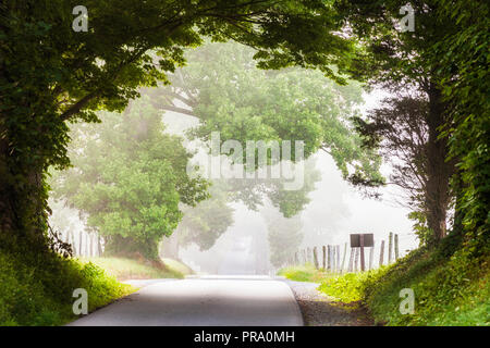 Nebbia di mattina sovrasta il Cades Cove Loop Road nelle Smoky Mountains Foto Stock