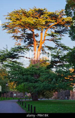 Cedrus libani. Il cedro del Libano Tree al tramonto sul Palazzo verde presso il Palazzo del Vescovo Foto Stock