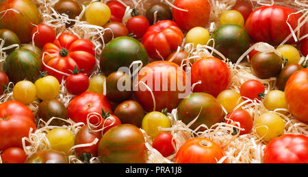 Set di vari pomodori maturi con segatura Foto Stock