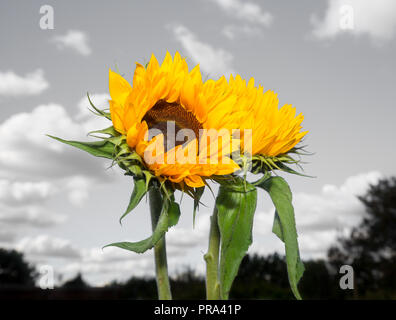 Vicino a colori fino a due isolati montante steli di girasole (di colore giallo brillante capi & foglie verdi) con monocromatico sfondo cielo e soffici nuvole cumulus. Foto Stock
