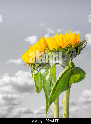 Primo piano verticale di due steli di girasole verticali (teste gialle e foglie verdi) su sfondo cielo monocromatico con nuvole soffici. Foto Stock