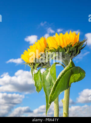 Chiudere dettagliate fino a due isolati montante girasoli (testine di colore giallo, il verde delle foglie e steli) con profondo cielo blu, & fluffy cumulus nubi in background. Foto Stock
