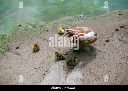 Il muschio duck è bianco e marrone sulla riva del lago di urla, fischi a cinque pulcini di colore giallo. Metafora della maternità, cura, attirare atten Foto Stock