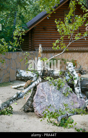 Due individui di meerkats in natura, aria fresca nel giardino zoologico in estate sorge su un ceppo di albero sulle sue zampe posteriori e custodisce i suoi parenti, il Foto Stock