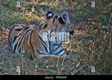 Matkasur, re tiger di Tadoba Parco Nazionale di passeggiare il suo territorio, India Foto Stock