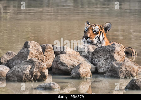 Matkasur, re tiger di Tadoba Parco Nazionale di passeggiare il suo territorio, India Foto Stock