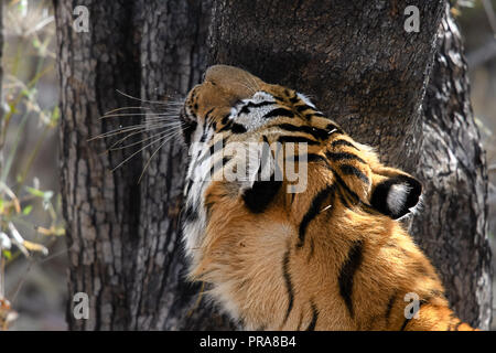 Matkasur, re tiger di Tadoba Parco Nazionale di passeggiare il suo territorio, India Foto Stock