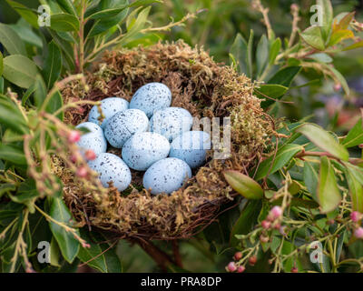 Nido di 9 blue jay seduta le uova nel nido Foto Stock