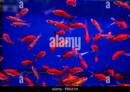 Serbatoio di acquario con pesci rossi cometa in un Pet Store Foto Stock