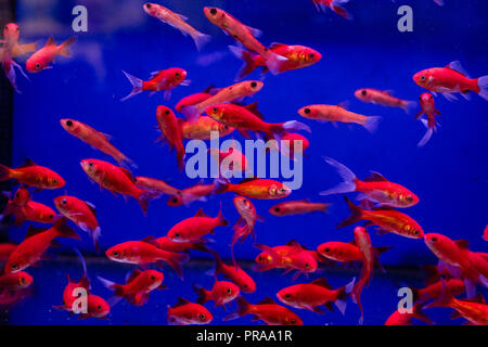 Serbatoio di acquario con pesci rossi cometa in un Pet Store Foto Stock