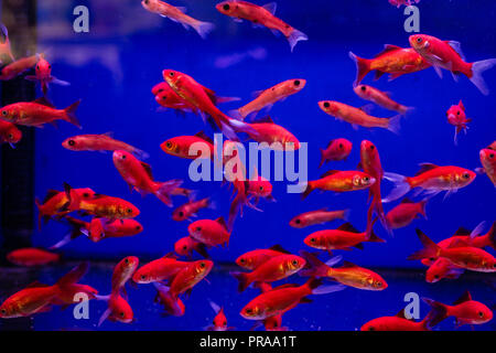 Serbatoio di acquario con pesci rossi cometa in un Pet Store Foto Stock