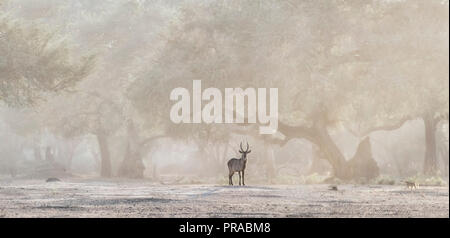 Un Lone Kudu contro gli alberi di acacia nel Lower Zambesi NP. Foto Stock