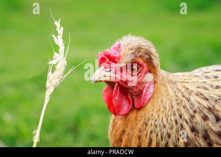 Funny i capelli rossi gallina mangia chicchi di grano da un spikelet nel cortile di una fattoria di estate Foto Stock