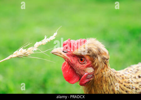 Funny i capelli rossi gallina mangia chicchi di grano da un spikelet nel cortile di una fattoria di estate Foto Stock