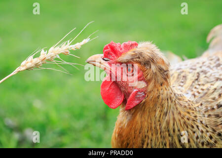 Funny i capelli rossi gallina mangia chicchi di grano da un spikelet nel cortile di una fattoria di estate Foto Stock