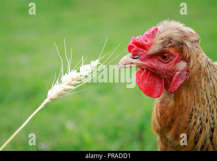 Funny i capelli rossi gallina mangia chicchi di grano da un spikelet nel cortile di una fattoria di estate Foto Stock