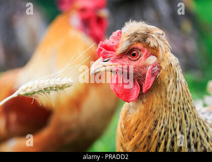 Funny i capelli rossi gallina mangia chicchi di grano da un spikelet nel cortile di una fattoria di estate Foto Stock